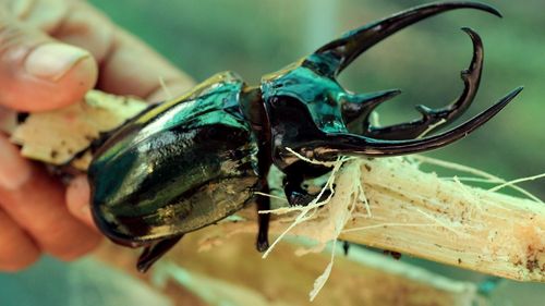 A fost sistată construcția noului pod peste Siret, dintre județele Suceava și Botoșani / Trebuie protejate două specii de gândaci și broasca europeană de baltă