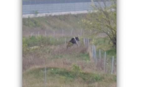 VIDEO Un urs a fost filmat în apropierea autostrăzii Sebeș – Turda / Animalul a fost eutanasiat