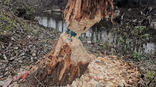 Tentativă de otrăvire a unor castori din Alba Iulia / Mai mulți copaci au fost stropiți cu otravă pentru șoareci / Poliția a deschis o anchetă