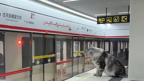 Un YouTuber din China a construit o stație de metrou pentru pisici: Cum arată „Cat Town”, paradisul felinelor (VIDEO)