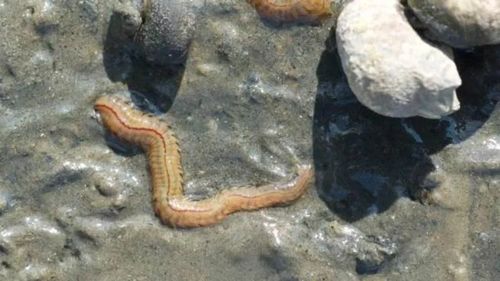 Dopingul în ciclism, ultima descoperire: sânge din momeli de pescuit / Medic francez: "Am primit mai multe cereri de la sportivi"