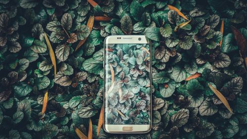 Smartphone-urile ne permit să surprindem natura așa cum nu am mai făcut-o până acum, dar experții avertizează că ne pot induce și în eroare