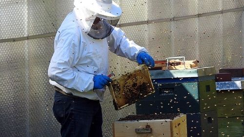 România a pierdut la vot în UE: pesticidele care ucid albinele, interzise în Europa, în ciuda opoziţiei Ministerului Agriculturii