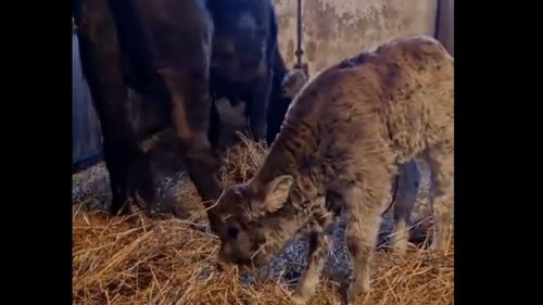 VIDEO Program de salvare a rasei de vaci „mocănița” la Zoo Târgu Mureș / Un institut din Ungaria a colectat din Apuseni ultimele 17 exemplare, în 2014