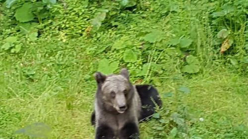 Peste 10 mii de români au semnat o petiție prin care cer respingerea Legii vânătorii, care include ursul în lista animalelor care pot fi vânate