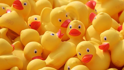 Cursa rățuștelor din Iași, anulată din caza mizeriei de pe râul Bahlui / Debitul mare a adus resturi vegetale și de plastic  / Scopul evenimentului era strângerea de fonduri pentru Spitalului Clinic de Urgență pentru Copii din Iași