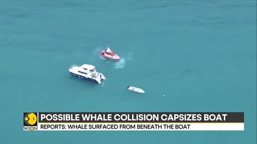 Cinci persoane au murit în urma răsturnării unei bărci de pescuit în Noua Zeelandă/ Este suspectată ciocnirea cu o balenă