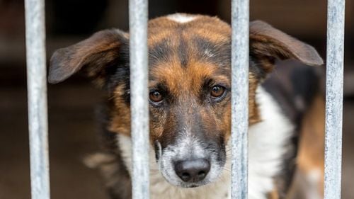 Știința contrazice stereotipul câinelui mereu vesel. De fapt, majoritatea câinilor suferă de anxietate / Soluția găsită de o companie de hrană pentru animale