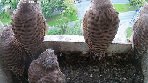 VIDEO Aventurile urbane ale unei perechi de vânturei roşii pot fi vizionate în direct în Târgu Mureş / O cameră web a fost amplasată pe un bloc de locuinţe din oraș