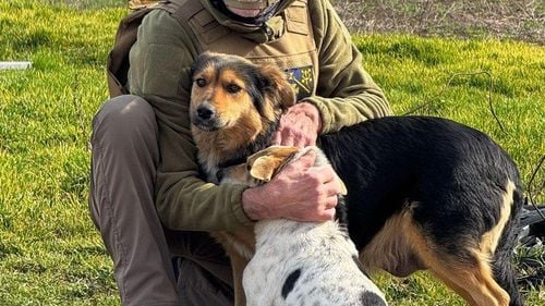 Trei ani de război în Ucraina: Ce se întâmplă cu pisicile și câinii lăsați în urmă (FOTO)