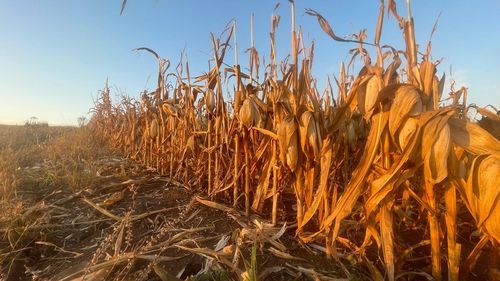 Expunerea prenatală intensă la un pesticid utilizat pe scară largă în agricultură, asociată cu anomalii cerebrale și probleme motorii la copii