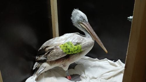 Liniile electrice fac noi victime printre pelicanii creți din Delta Dunării / 100 de stâlpi vor fi marcați împotriva electrocutării pentru a preveni riscul de decese și răniri în rândul păsărilor