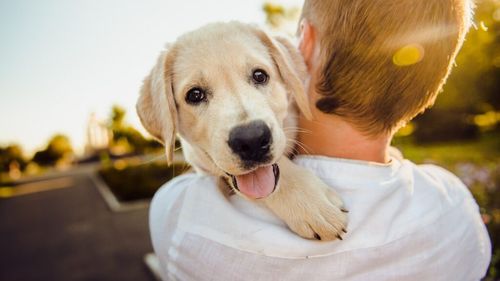 Back to school: Cum ajutăm animalele de companie să facă tranziția la programul de școală al copiilor