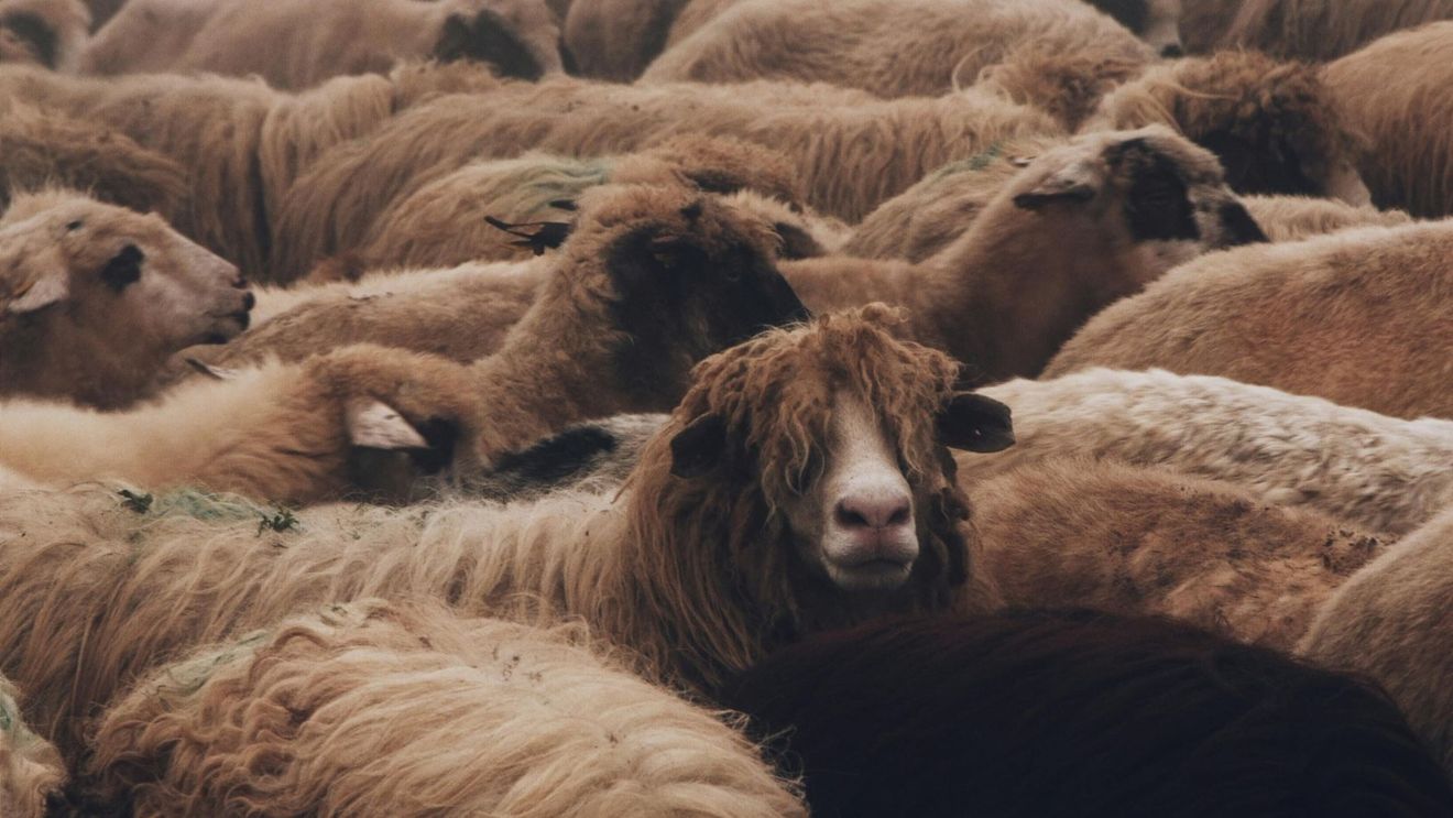 Conducerea ANSVSA negociază în Iordania condiţiile pentru exportul de ovine. Ciobanii protestează la Bucureşti