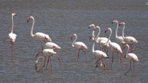 FOTO Grup de păsări Flamingo, observat pe lacul Nuntași, care a secat în urmă cu un an