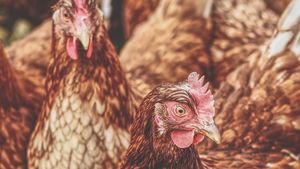 Parlamentul European a votat pentru reguli stricte în transportul de animale vii și solicită un plan de acțiune pentru tranziția către transportul de carne
