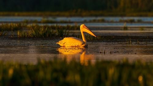 Știre falsă despre înființarea unei baze militare americane în Delta Dunării, semnalată de Ministerul Apărării: „Încercări de manipulare alarmiste răspândite de surse afiliate propagandei ruse”