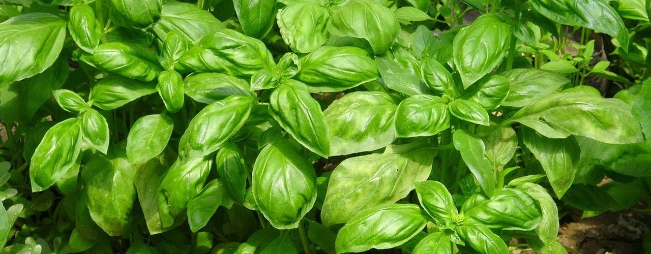 Cum faci ca busuiocul din supermarket să reziste săptămâni întregi / Sunt zeci de răsaduri de busuioc înghesuite într-un singur recipient / Trucul care îi oferă o nouă șansă