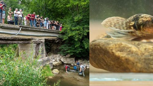 REPORTAJ S-au reluat căutările Aspretelui, un pește unic în lume, care trăiește doar în România pe râul Vâlsan / Un nou exemplar de Asprete arătat public / Echipa strânsă să refacă un ecosistem pierdut în 50 de ani