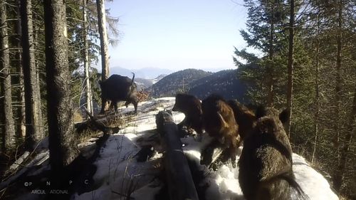 Pauza de respirație: Turmă de mistreți, surprinsă de camerele de luat vederi în Parcul Național Piatra Craiului