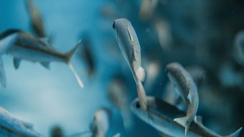 Peștii mici ai corupției. 16 persoane trimise în judecată de DNA, condamnate definitiv în luna august: un fost primar și alți funcționari mărunți 