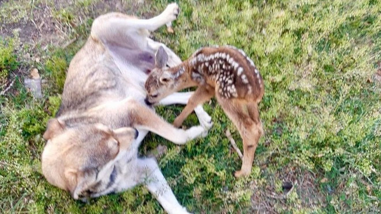 VIDEO Un pui de căprioară ajuns în grija autorităţilor din Buzău a fost adoptat de o căţeluşă care îl alăptează alături de puiul ei de câine