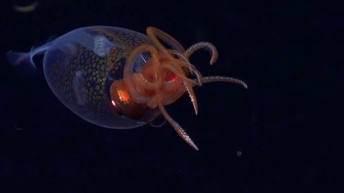 Un exemplar din specia calamarului colosal a fost filmat pentru prima dată în adâncul mării