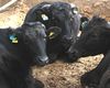 Comisia Europeană a redefinit creșterea animalelor drept „infrastructură critică”