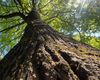 Peste 300 de arbori vor transforma Calea Văcărești din Capitală într-un coridor verde și vor reduce poluarea, zgomotul și disconfortul termic