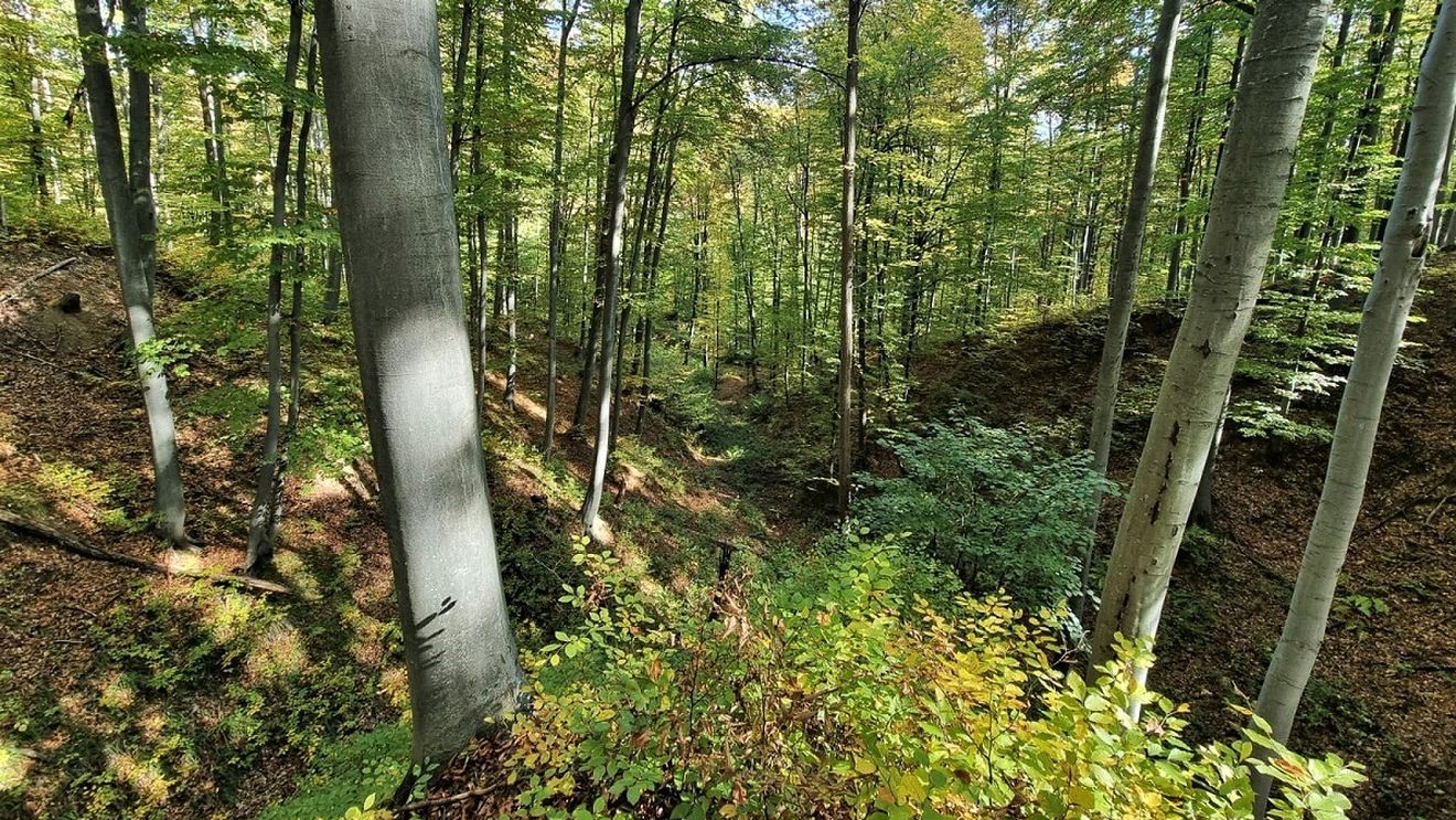Controverse după ce un proiect al Consiliului Județean Buzău scoate rezervaţia naturală Pădurea Crâng din lista ariilor protejate