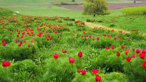 Banca de Resurse Genetice Vegetale: România a pierdut 74 specii de plante, dar are 1.253 de specii rare / ”Omenirea a ajuns să cunoască sub 5% din tainele plantelor”