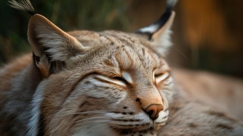 Un bărbat din Iaşi, care a mers în vizită la rude, în Fălticeni, a dus cu el un râs, animalul său de companie, pe care l-a scăpat pe străzile oraşului