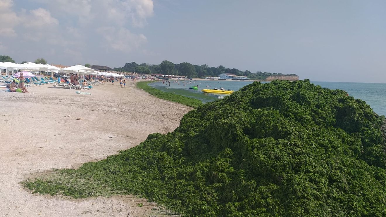 FOTO VIDEO 11.000 de tone de alge au fost adunate de Apele Române de la începutul sezonului estival