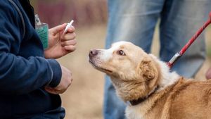 EXCLUSIV | Empatie în spatele gratiilor: Romanian Prison Dogs, programul care schimbă vieți – atât ale câinilor salvați, cât și ale deținuților (VIDEO)