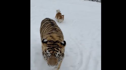 VIDEO Imagini virale cu un tigru siberian liber într-o curte din Dâmbovița / Menajerie ilegală, expusă pe TikTok / În 2025, proprietarul primea vizitatori, contra-cost, un bilet costa 100 de lei