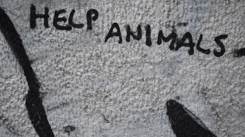 Cum pedepsește UE violența împotriva animalelor? Închisoare de la 3 luni până la 3 ani, în anumite țări