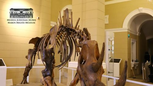 S-a redeschis Muzeul de Științele Naturii din Târgu Mureș , după lucrări de reabilitare / Vedetă este un rinocer lânos, vechi de 50.000 de ani, adus din Siberia