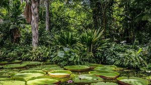 Biden vizitează pădurea tropicală Amazon, în drum spre summit-ul G20 din Brazilia