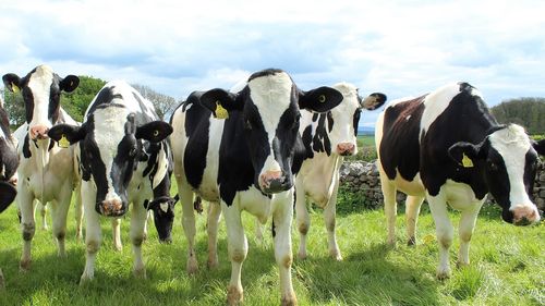 Noile norme UE de reducere a defrișărilor sporesc birocrația pentru agricultori. Fermierii europeni avertizează că legislația le impune obligații imposibil de respectat, deși defrișările masive sunt pe alte continente