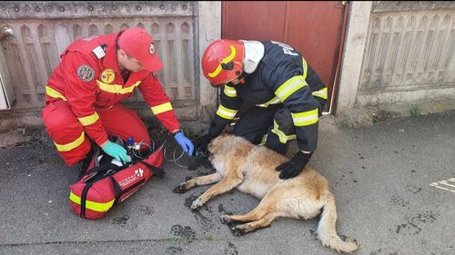 Incendiu la o casă din cartierul bucureștean Giulești, pompierii au stins flăcările și au salvat un câine