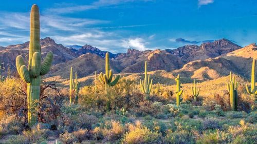 STUDIU Chiar şi cactuşii se tem de încălzirea climatică / 90% dintre speciile de cactus ar putea fi ameninţate cu dispariţia până în anul 2070