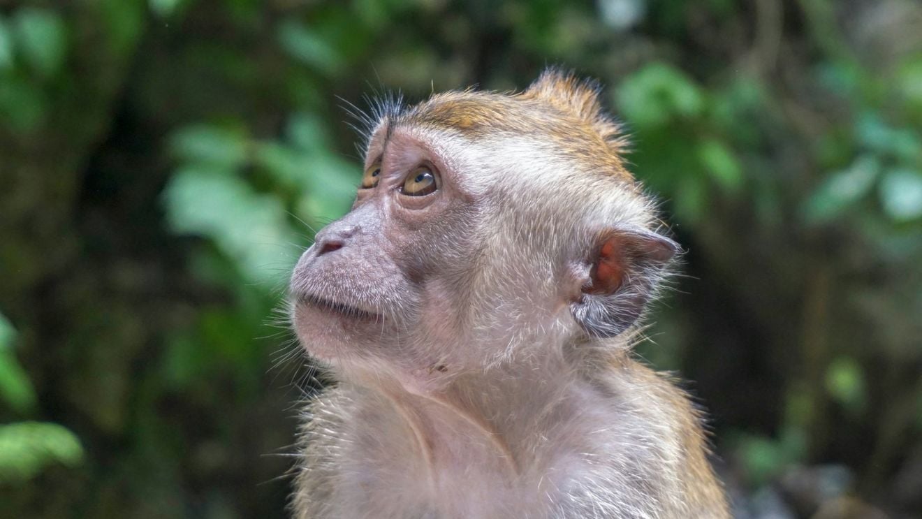 Anticorpi dezvoltaţi în SUA care au protejat maimuţele de HIV simian, promiţători pentru un potenţial vaccin uman