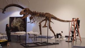"Gorgosaurus": Scheletul unui dinozaur care a trăit în urmă cu 76 de milioane de ani, scos la licitație la New York