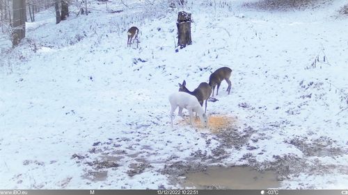 Raritate în fauna României - căprioară albă în Parcul Natural Bucegi