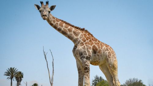 Girafa Benito, a cărei viaţă singuratică într-un parc din Mexic a inspirat o companie pentru relocarea sa, a început o călătorie de 50 de ore către o nouă casă