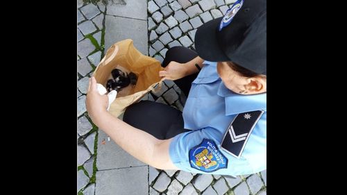 Poliția Animalelor a amendat un bucureștean cu 3.000 de lei, după ce a abandonat cinci pui de pisică
