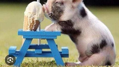 Un fermier olandez produce prima înghețată din lume din lapte de porc