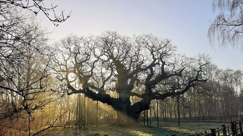 A murit stejarul care l-a ascuns pe Robin Hood / Stejarul Major (Major Oak), arborele secular din pădurea Sherwood, ar fi fost afectat de compactarea solului, provocată de fluxul uriaș de turiști