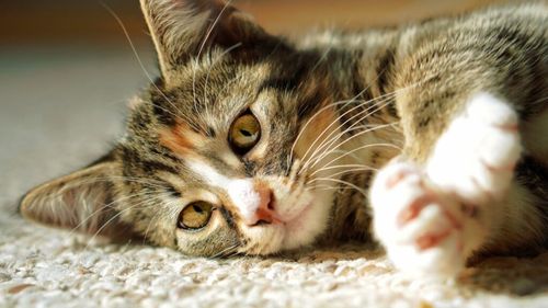 Un studiu cu 8.000 de pisici arată care rase trăiesc cel mai mult. Surpriza din fruntea clasamentului