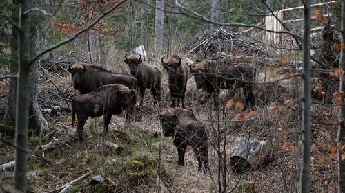 Parcul Natural Vânători-Neamţ, locul în care te poţi plimba printre zeci de zimbri aflaţi în libertate - reportaj Agerpres